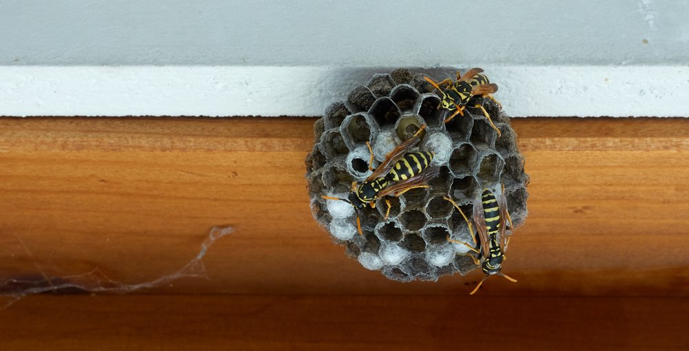 Kleines Wespennest Kleines Wespennest