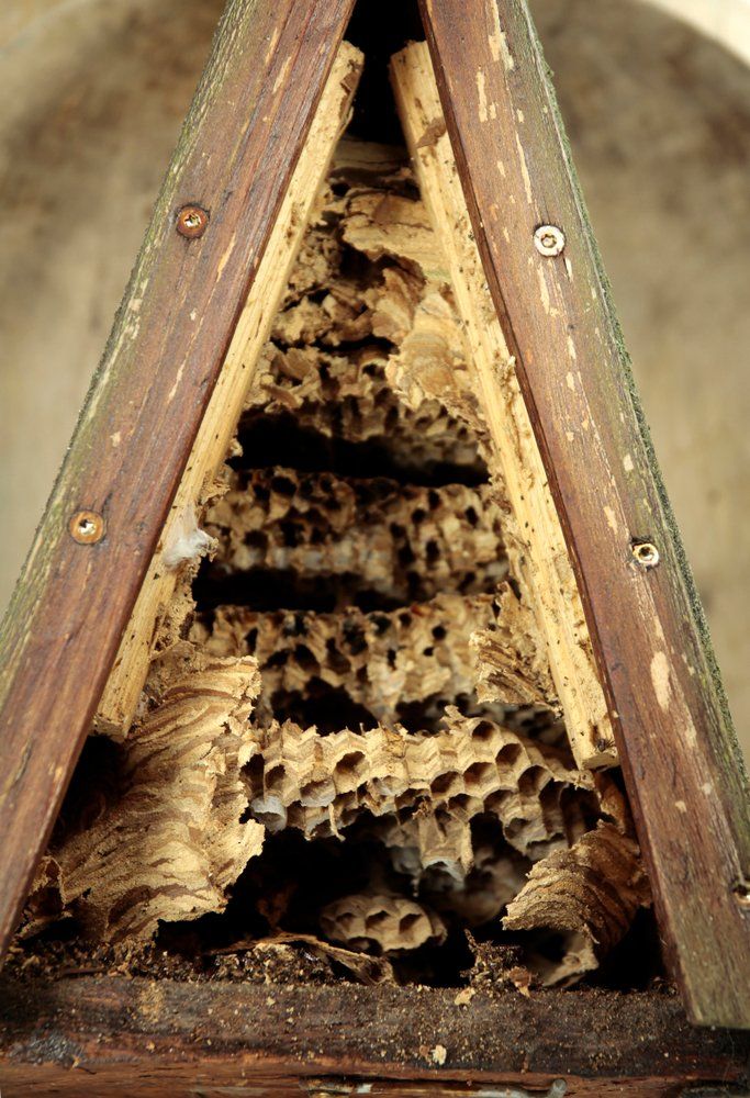 Hornissennest Hornissennest