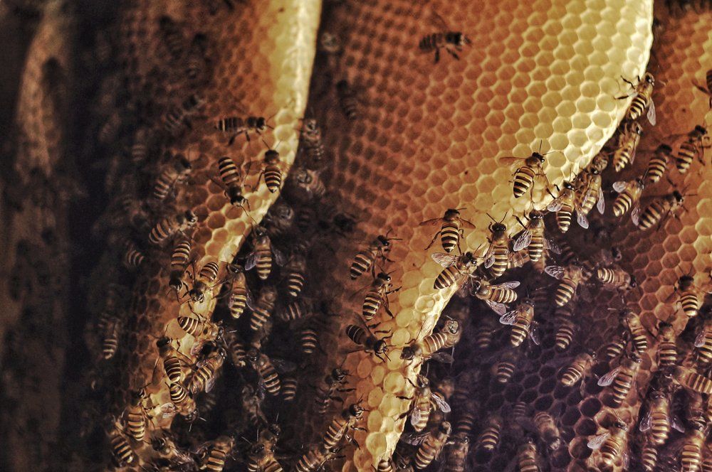 Bienennest Bienennest