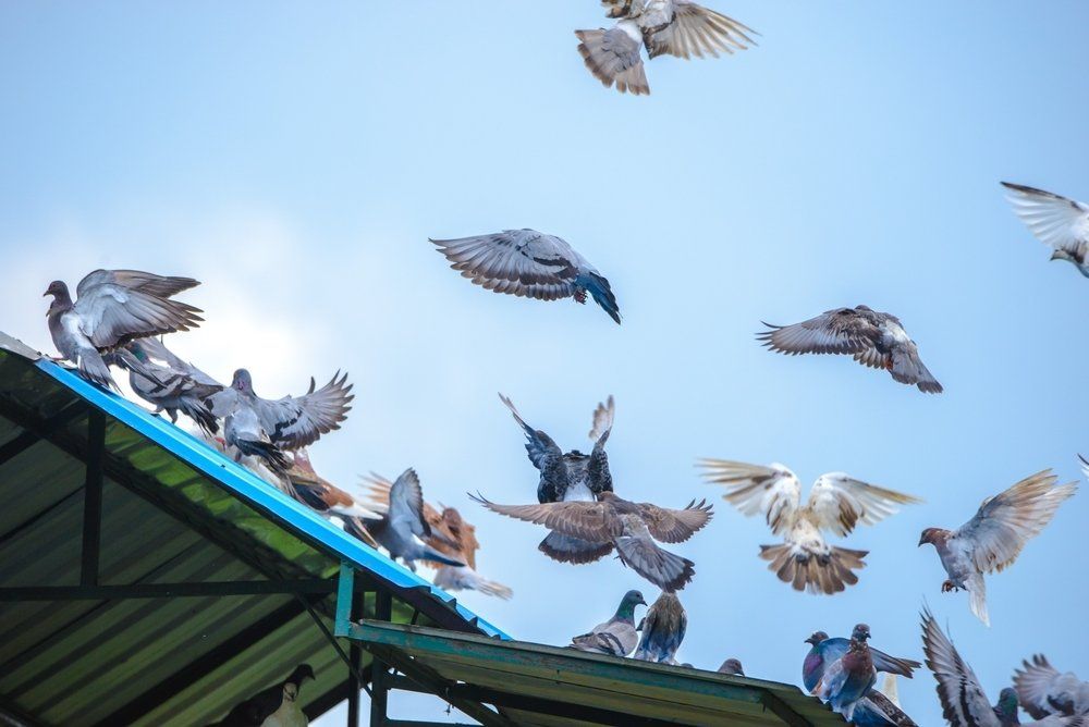 Taubenplage Taubenplage