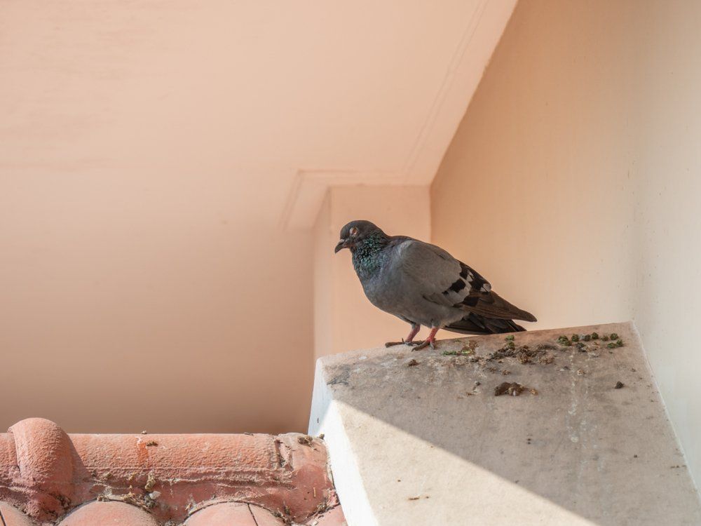 Taube auf dem Dach Taube auf dem Dach