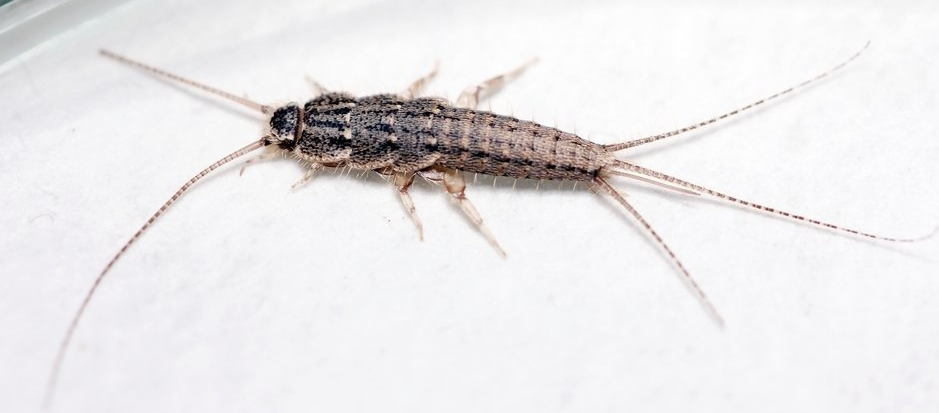 Silberfische Silberfische