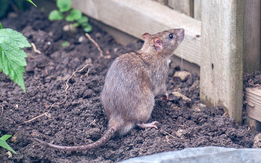Ratte im Garten Ratte im Garten