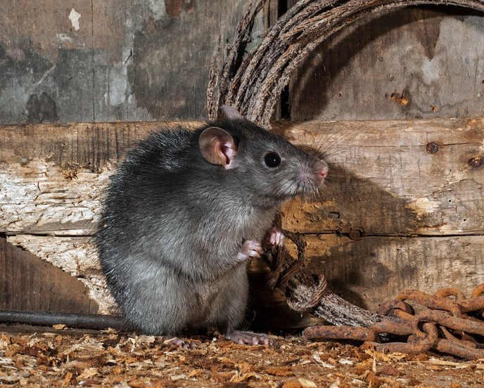 Ratte im Haus Ratte im Haus