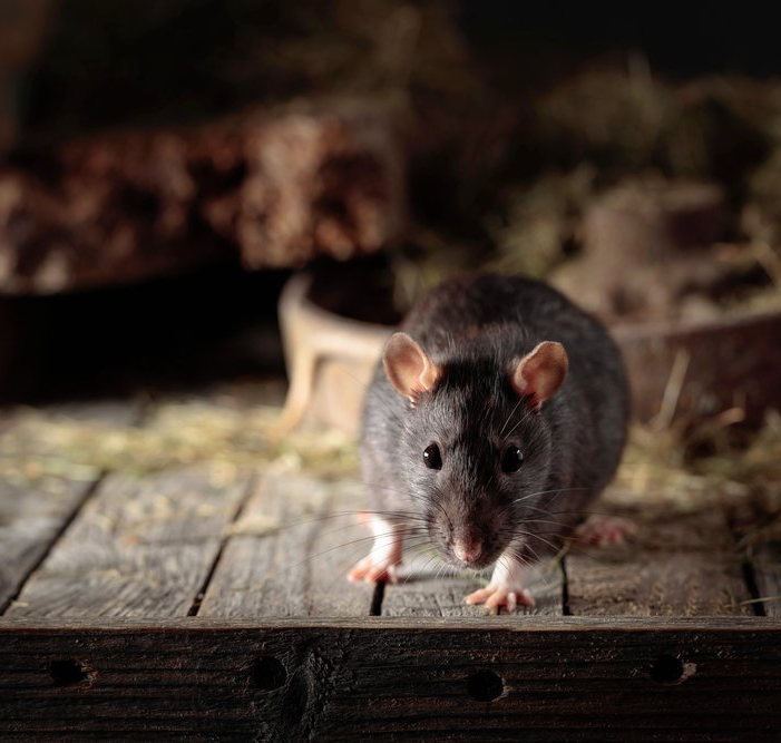 Ratte in der Vorratskammer Ratte in der Vorratskammer