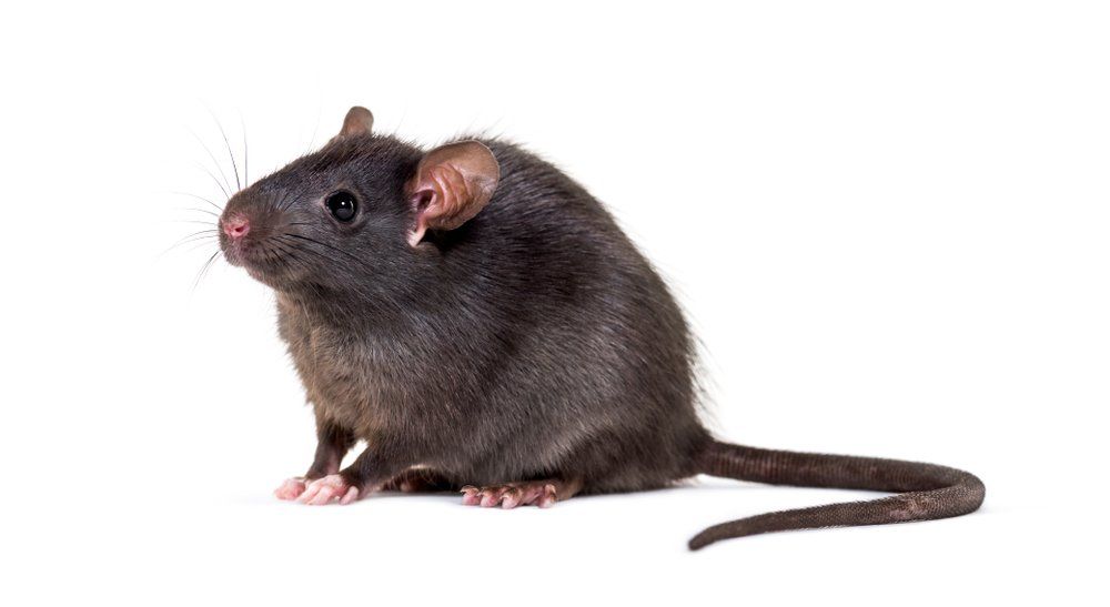 Ratte Ratte
