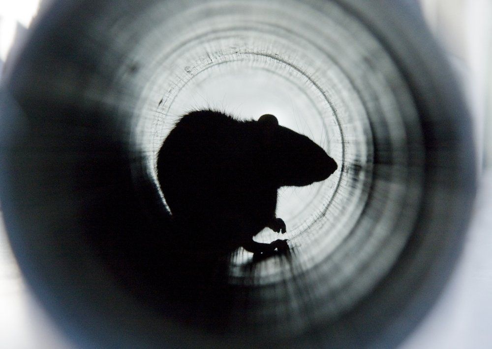Ratte im Abflussrohr Ratte im Abflussrohr