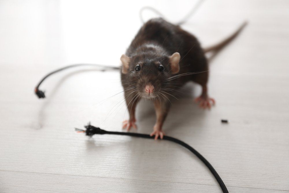 Schäden durch Ratten