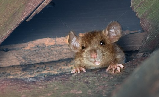 Ratte im Haus Ratte im Haus