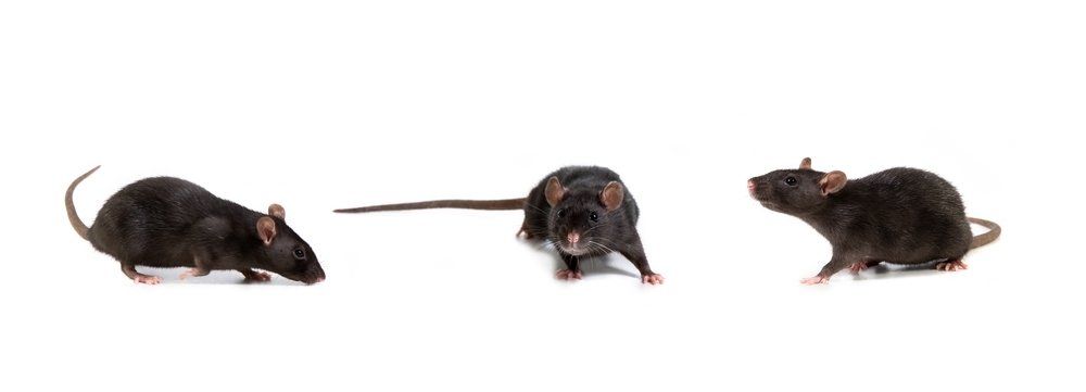 Ratten Ratten
