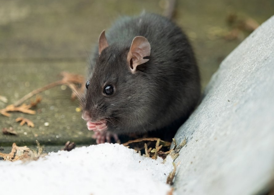 Hausratte Hausratte