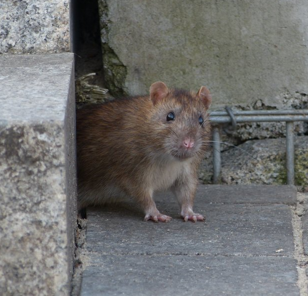 Wanderratte Wanderratte
