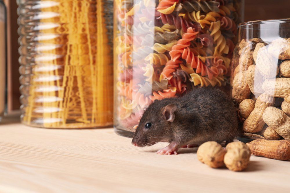 Ratte im Unternehmen Ratte im Unternehmen