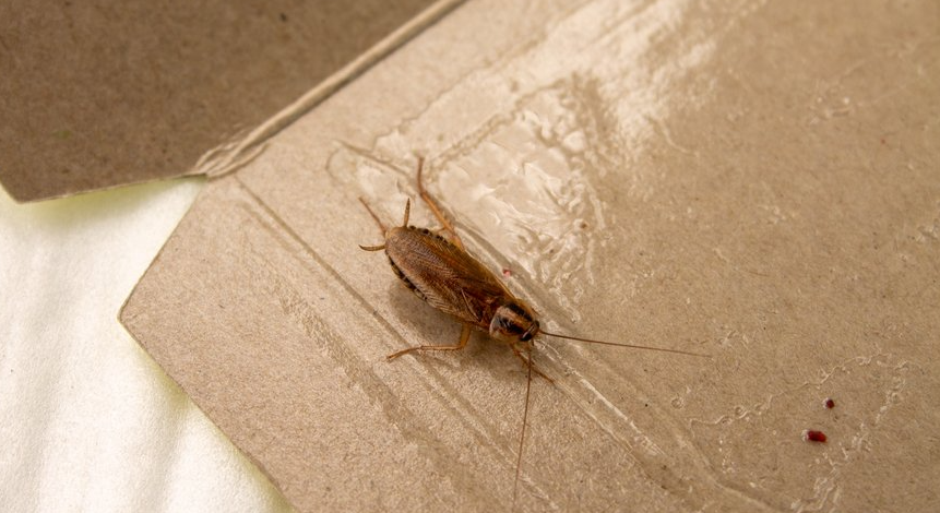 Kakerlake in der Klebefalle Kakerlake in der Klebefalle