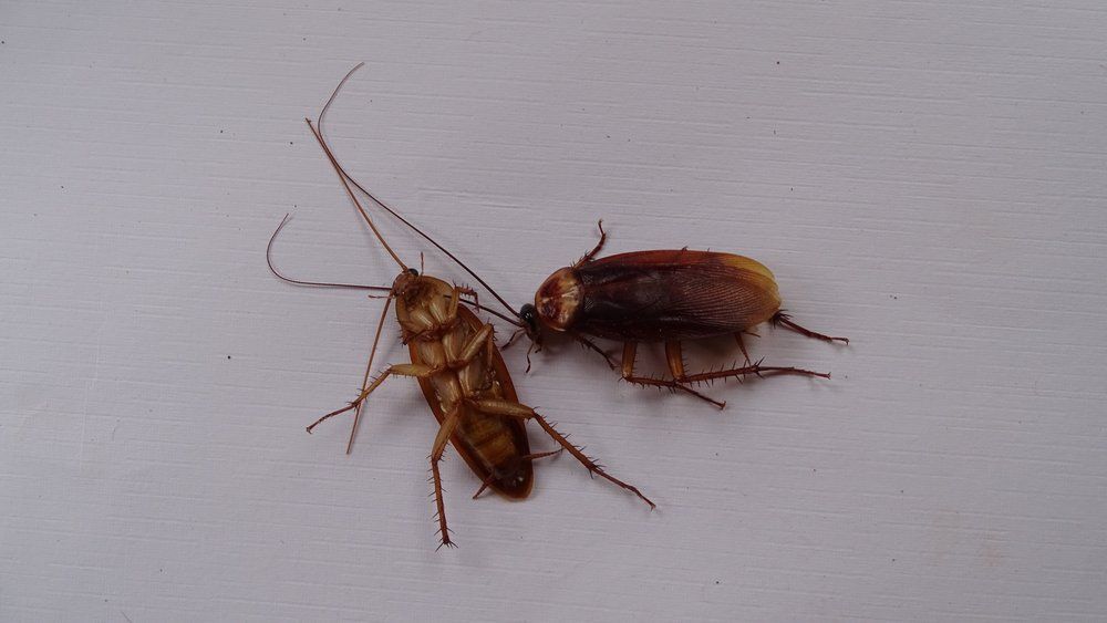 Tote Kakerlaken Tote Kakerlaken