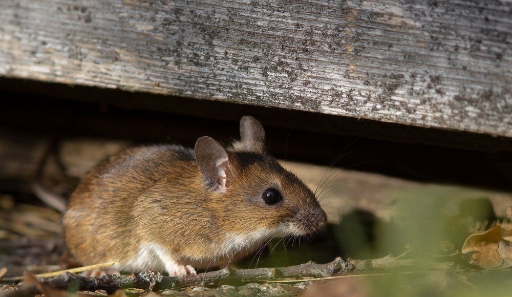 Maus Maus