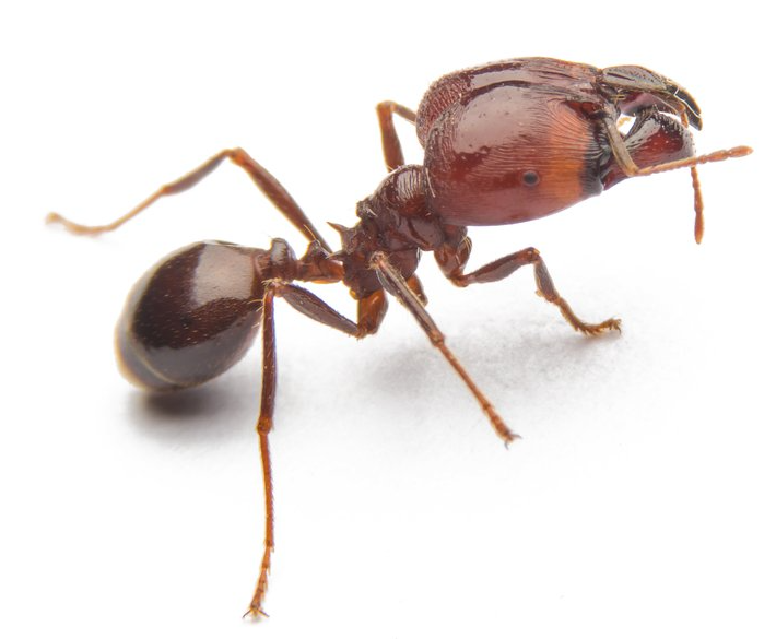 Feuerameise Feuerameise