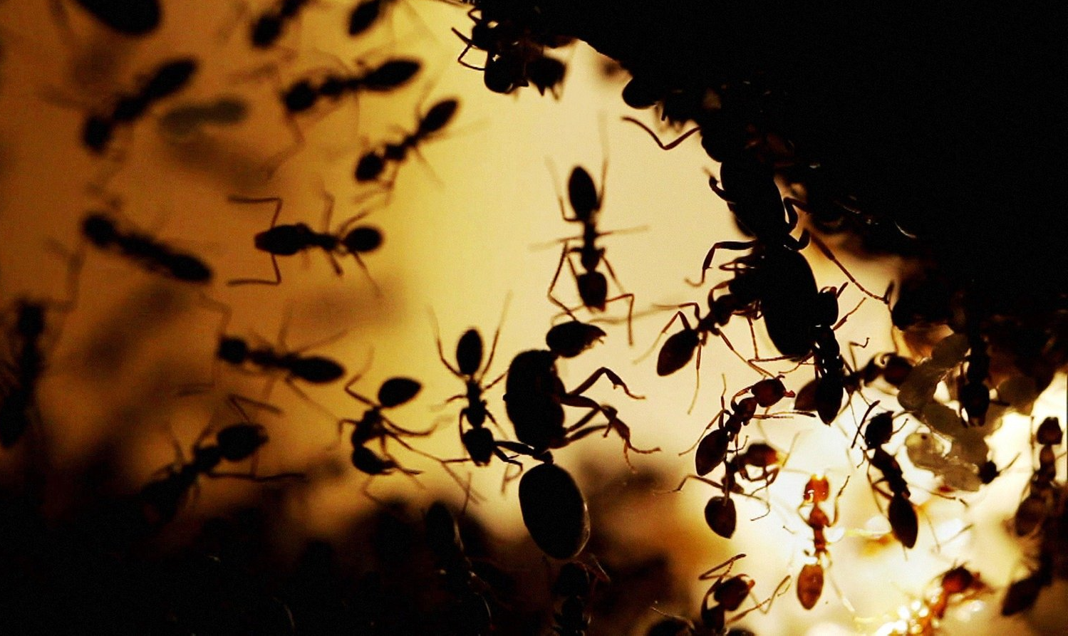 Argentinische Ameisen Argentinische Ameisen