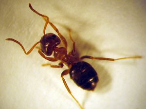 Rotrückige Hausameise Rotrückige Hausameise