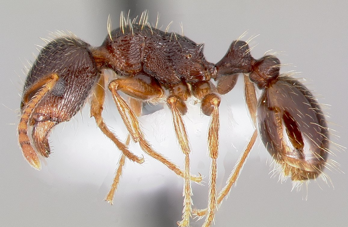 Gemeine Rasenameise Gemeine Rasenameise