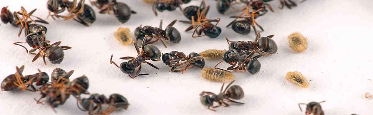 Gemeine Rasenameisen Gemeine Rasenameisen