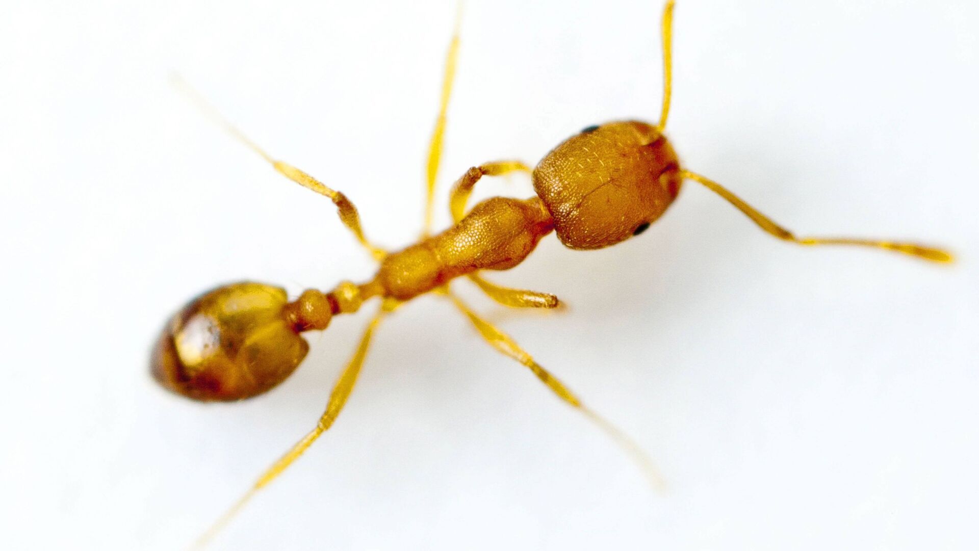 Pharaoameise Pharaoameise