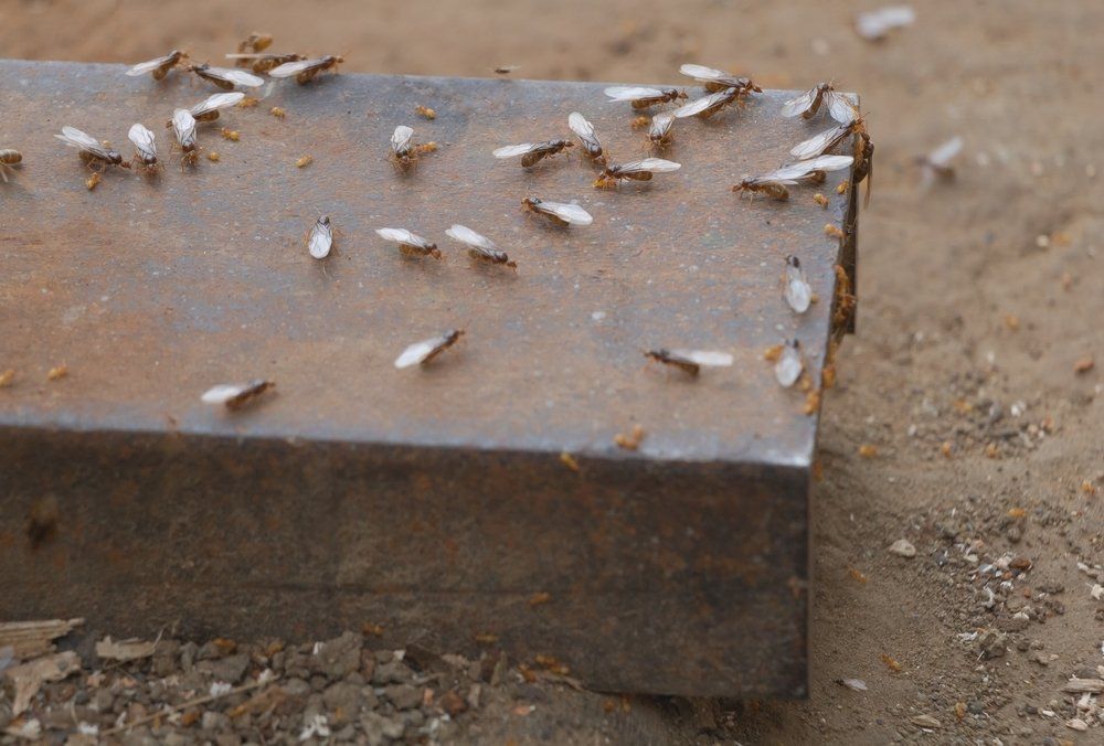 Fliegende Ameisen Fliegende Ameisen