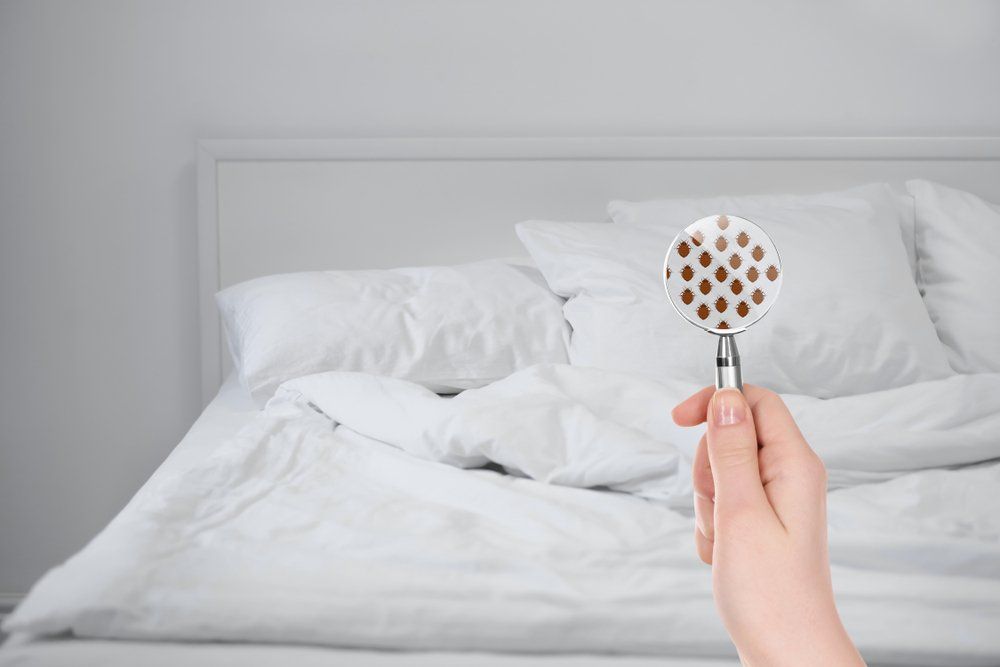 Bettwanzen im Bett Bettwanzen im Bett