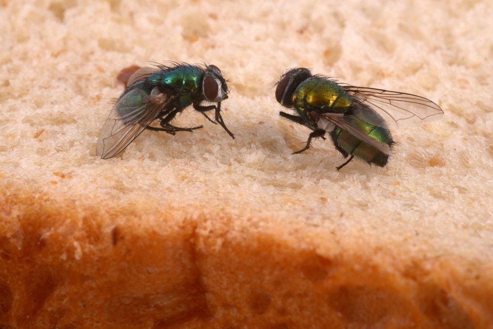 Fliegen Fliegen