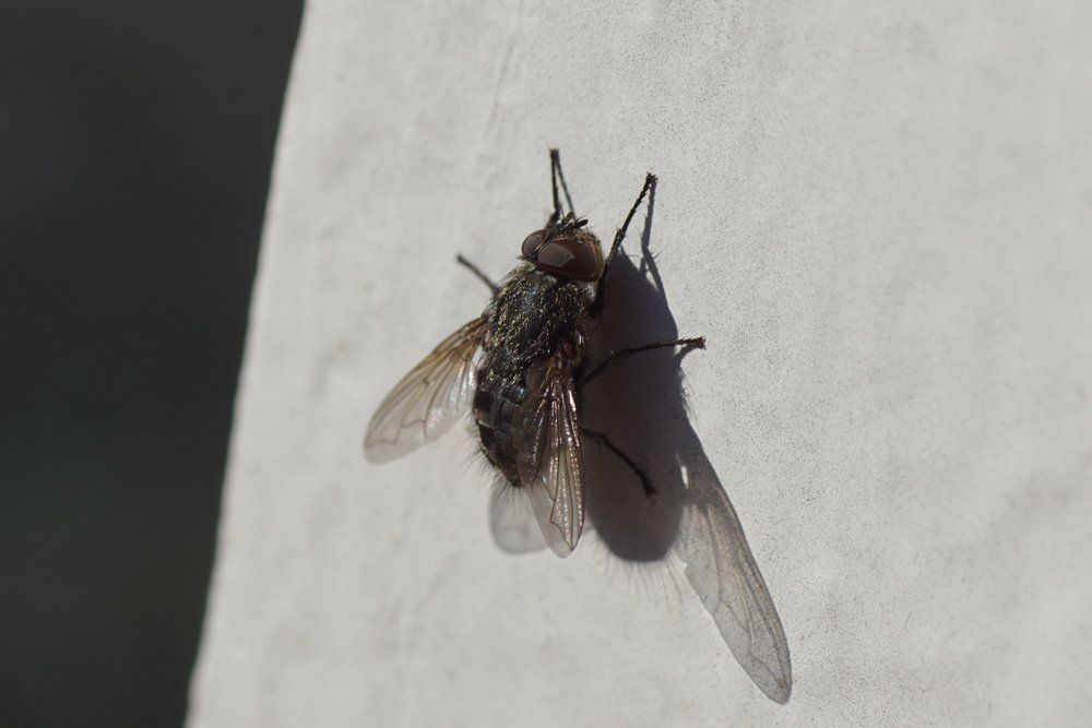 Stubenfliege Stubenfliege
