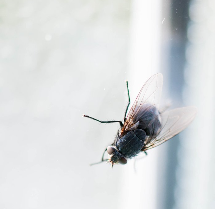 Fliege am Fenster