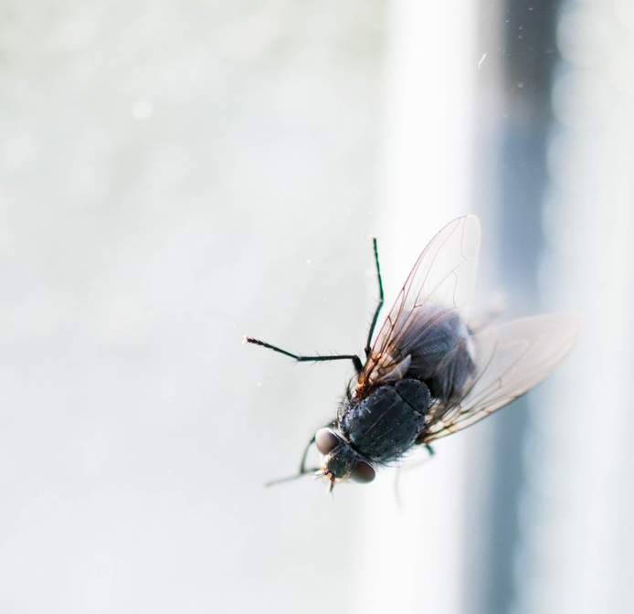 Fliege am Fenster Fliege am Fenster