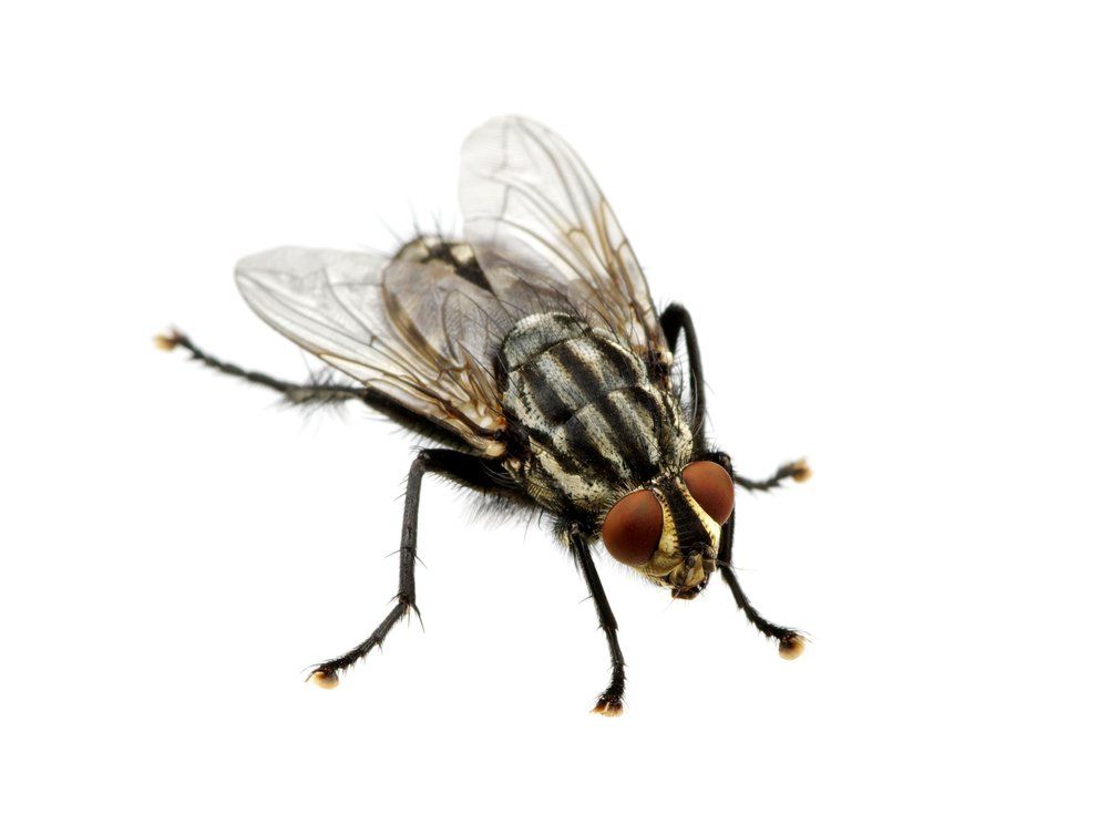 Fliege Fliege