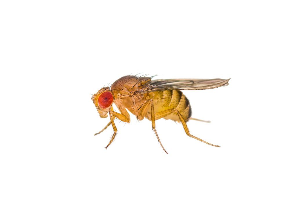 Fruchtfliege Fruchtfliege