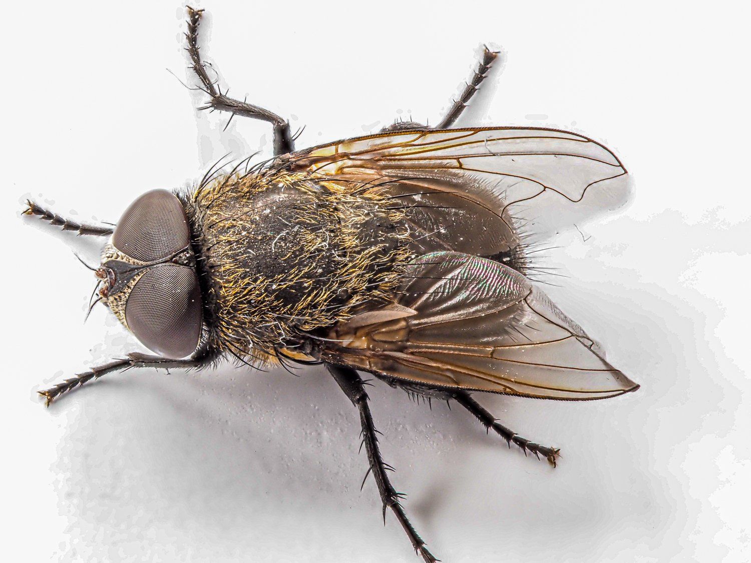 Graugelbe Polsterfliege Graugelbe Polsterfliege