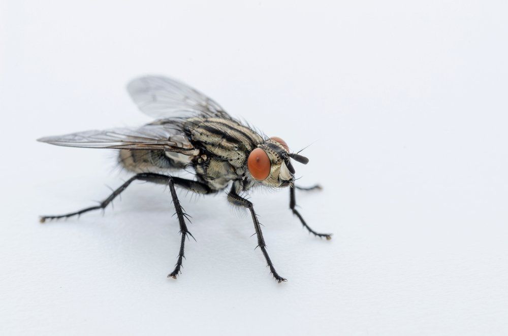 Fleischfliege Fleischfliege