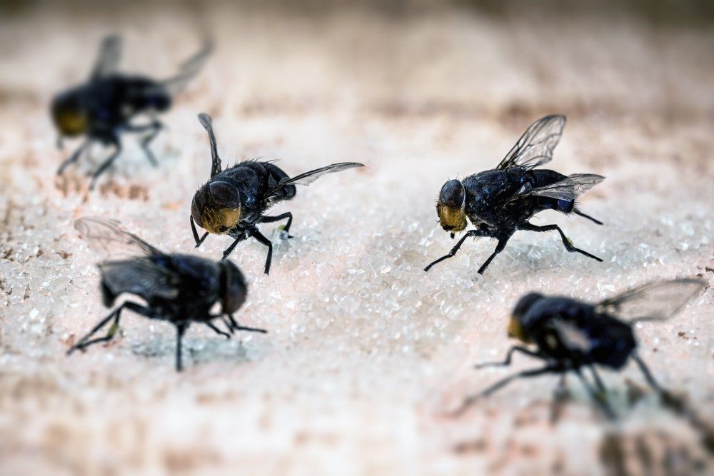 Fliegen im Haus Fliegen im Haus