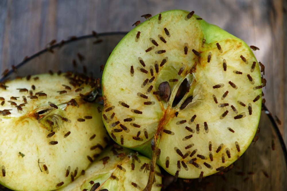 Fruchtfliegen auf einem Apfel Fruchtfliegen auf einem Apfel