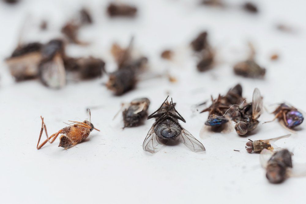 Tote Fliegen Tote Fliegen