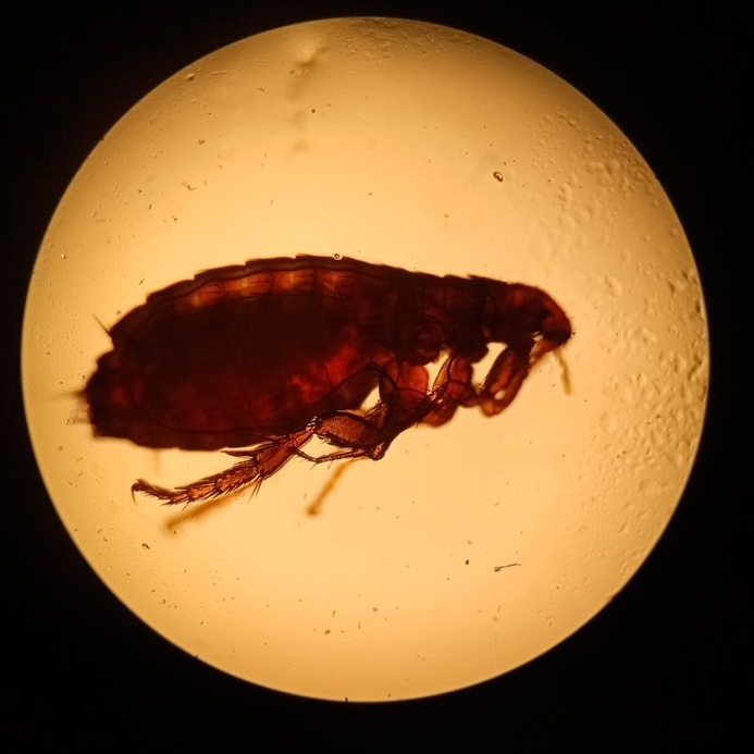 Floh unter Mikroskop Floh unter Mikroskop