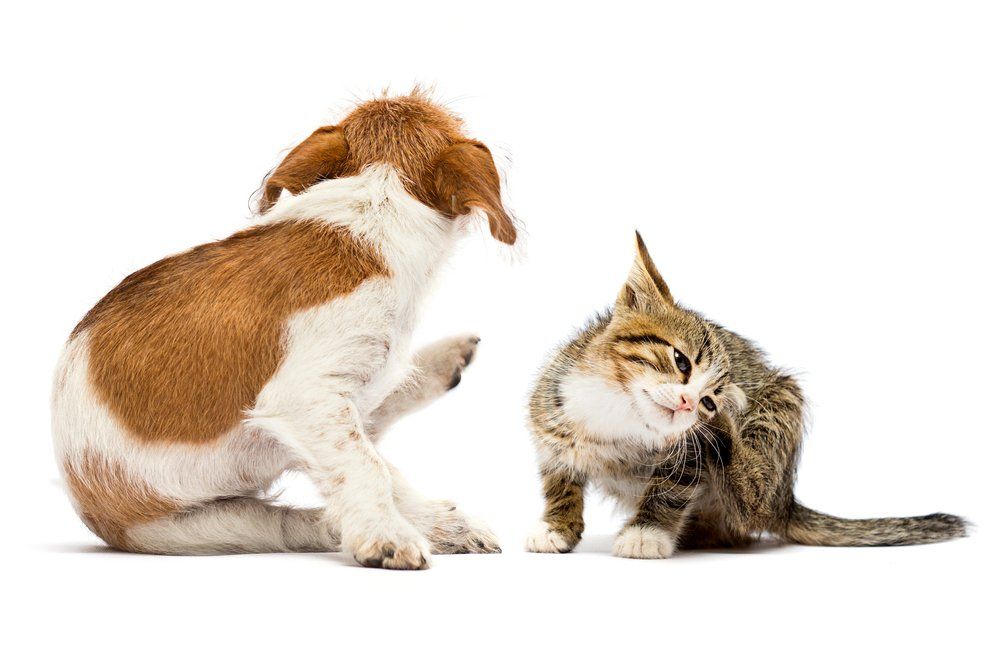 Kratzender Hund und Katze