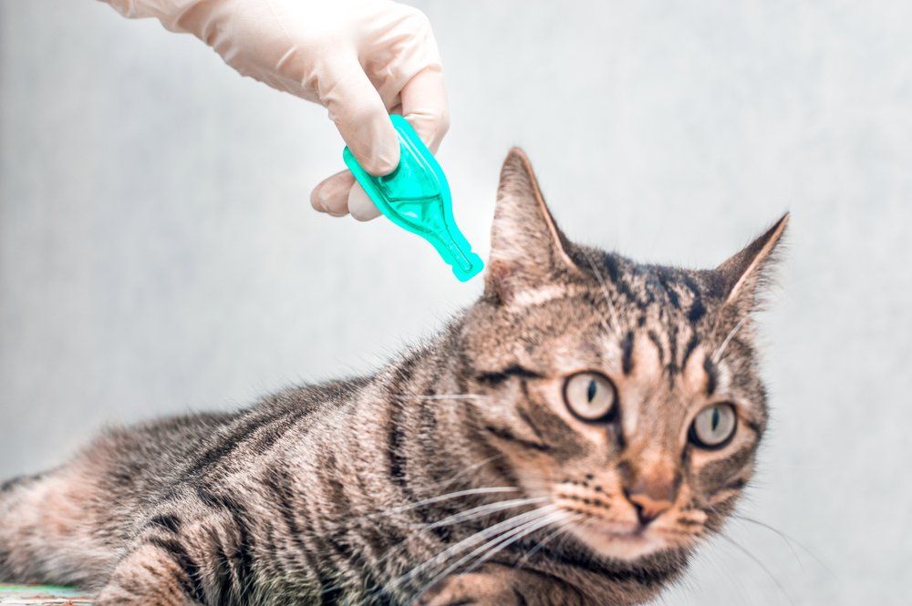 Flohbehandlung bei Katze Flohbehandlung bei Katze