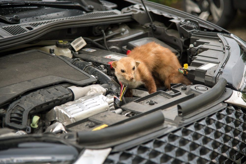 Marder im Auto Marder im Auto