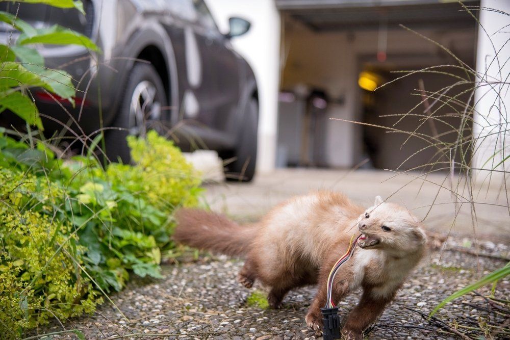 Marder am Auto Marder am Auto