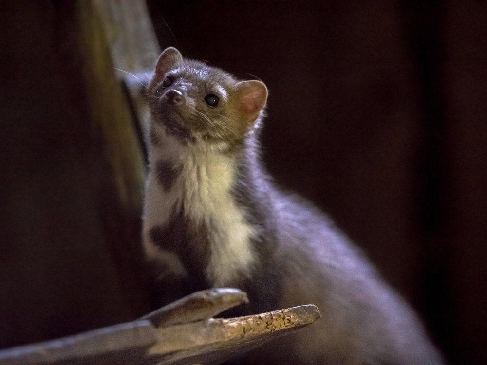 Marder am Dachboden Marder am Dachboden
