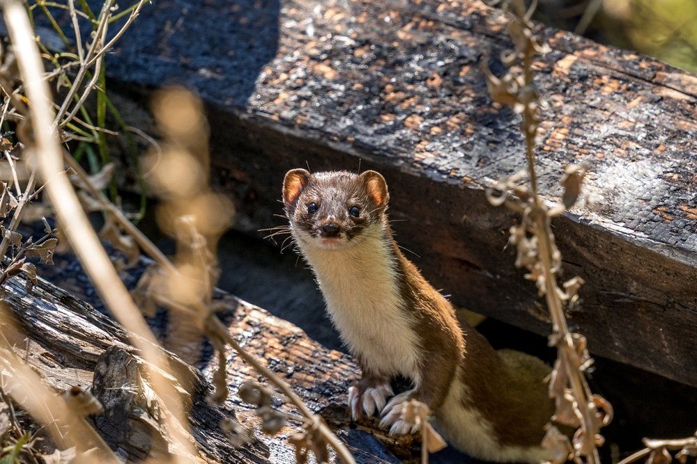 Marder in der Natur Marder in der Natur