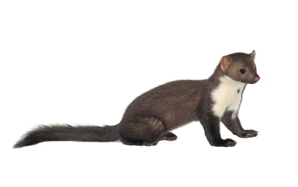 Steinmarder Steinmarder