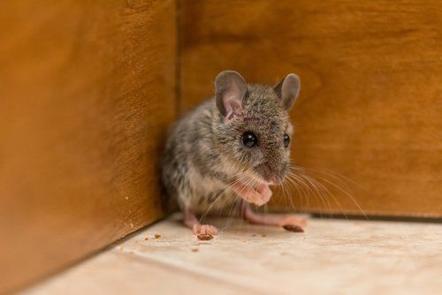 Maus im Haus Maus im Haus