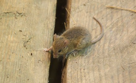 Maus im Keller Maus im Keller
