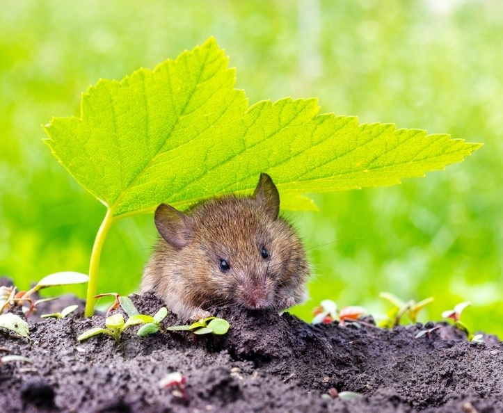 Maus im Garten Maus im Garten